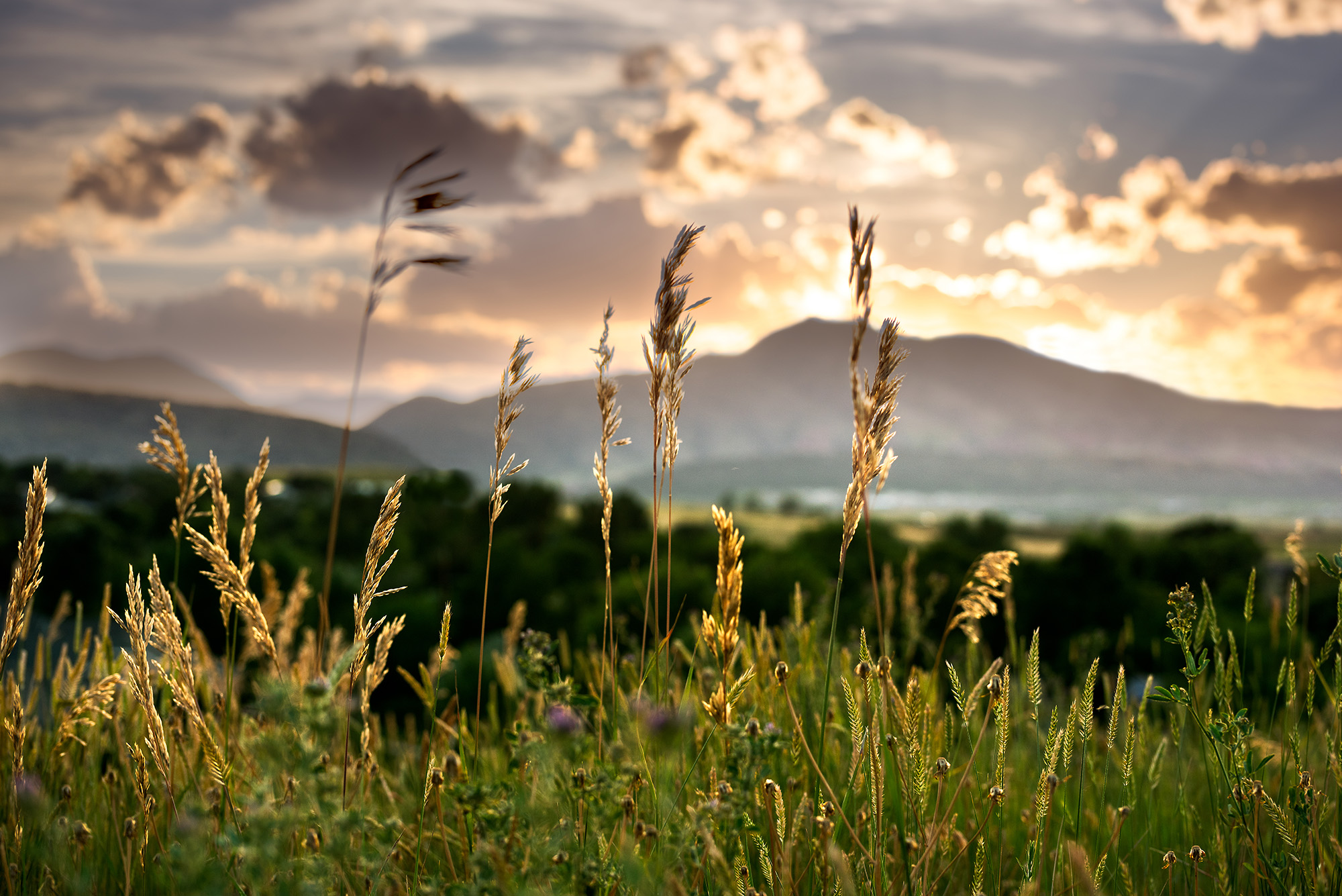 Colorado Wild Grasses at Sunset