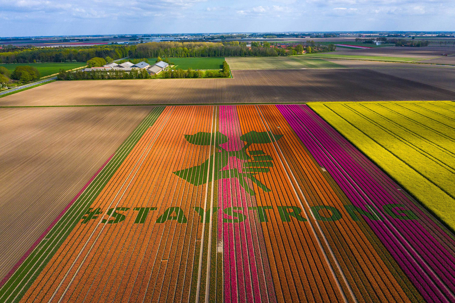Stay Strong Message in Tulip Field
